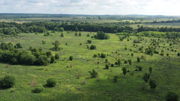 Countryside Summer Field with Green Grass and Trees