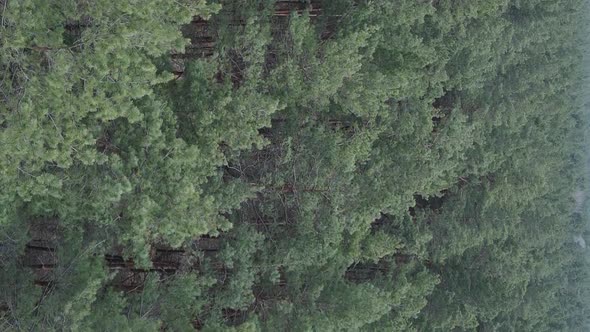 Vertical Video of Pine Forest Aerial View Slow Motion