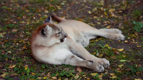 Beautiful Puma in Autumn Forest