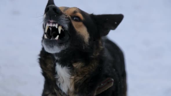 Evil dogBarking Enraged Angry Dog Outdoors
