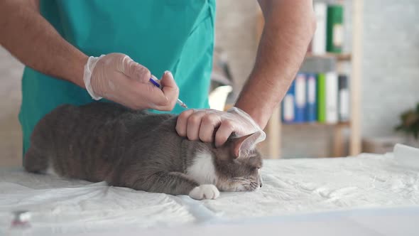 Male Hands Make a Shot Home Cat Vaccinationveterinary Office