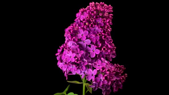 Beautiful Time Lapse of Opening Violet Flower of Lilac on a Black Background