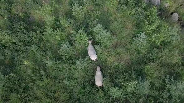 Aerial top down view of two white sheep grazing in pine tree forest, tilting up