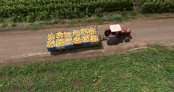 Tractor transporting pallets of fresh picked Melons.