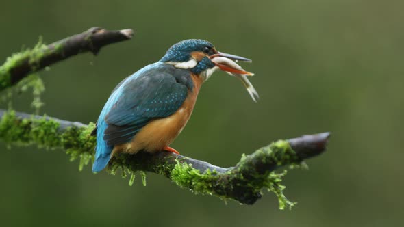 Close up shot of a Kingfisher eating a fish while sitting on a moss covered branch, slow motion
