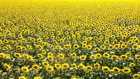 Ripe Sunflowers Field Aerial View