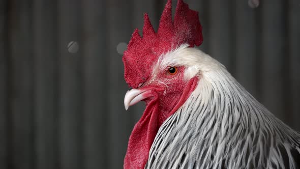 White, black and red rooster. Medium profile shot