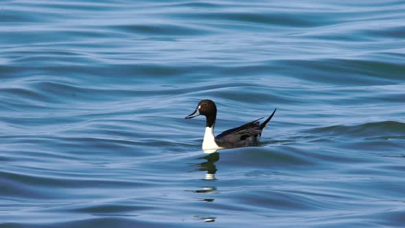 Northern Pintail