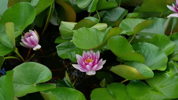 Time-lapse A shot of a pink and white water lily flower opens and closes. 4K video Nymphs