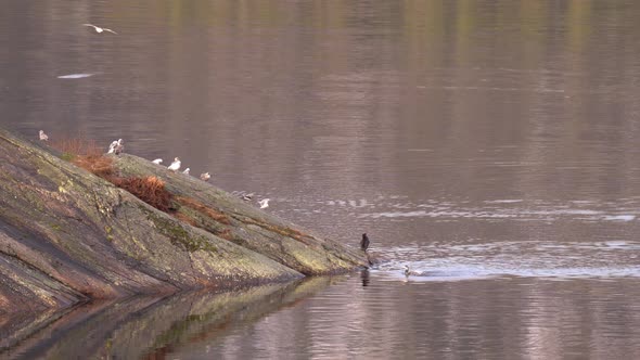 Two great cormorants together with seagulls on island rock inside Norweain fjord at calm evening - C