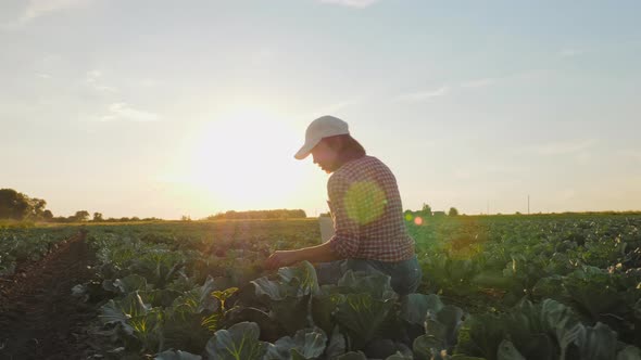 Woman Working with a Digital Tablet in a Cabbage Field