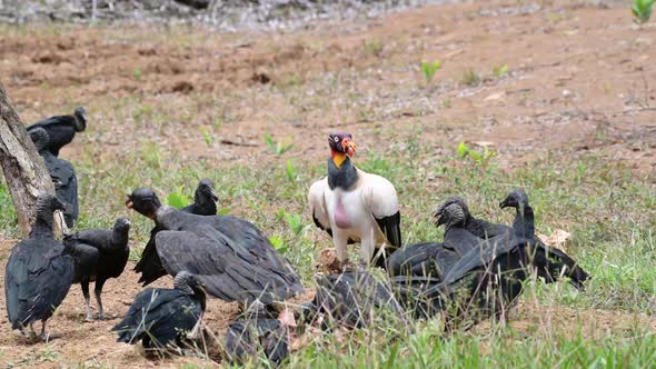 King Vulture (sarcoramphus papa) and Black Vulture (coragyps atratus) feeding on a Carcass, Eating F