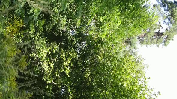 Vertical Video of a Summer Beautiful Forest in the Afternoon