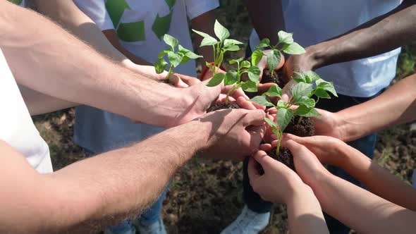 Greening the Planet Group of Volunteers and Ecoactivist Holds a Small Trees Plants in Their Hands a