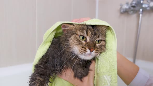 Portrait of a fluffy wet cat with a green towel in the bathroom