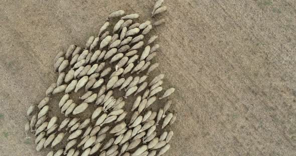 Drone overhead view of sheep herd moving. Top down view of sheep herd feeding on field