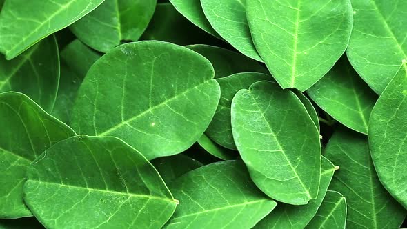 fresh green moringa leaves