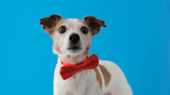 Dog Portrait Breed of Jack Russell Terrier Pet with Bow Tie
