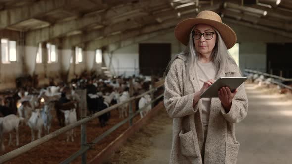 Senior Woman Walking at Goat Farm with Tablet in Hands