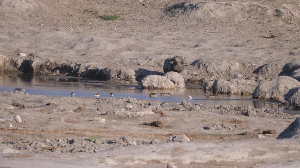 Warthog standing in the mud from a waterhole 