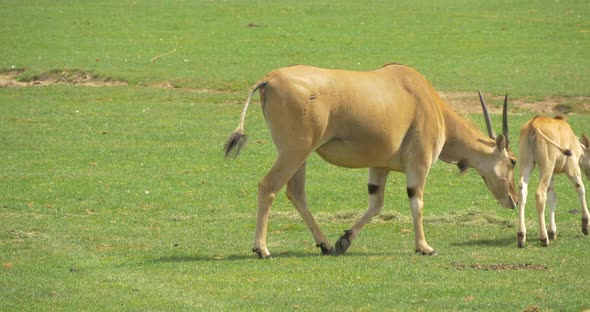 Antelopes walking and eating 