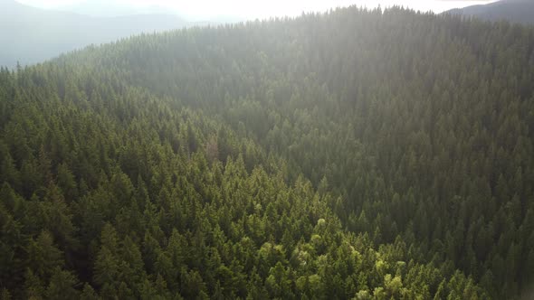 Flight Over the Green Spruce Forests in the Mountains in Summer