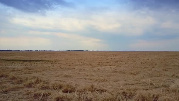 Close Motion Above Heavy Wheat Ears on Field Against Sky