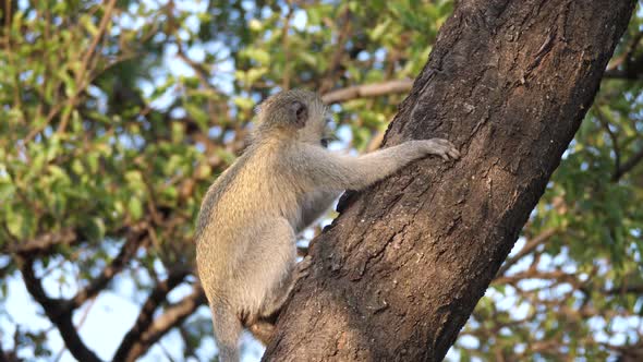 Young vervet monkey in a tree 