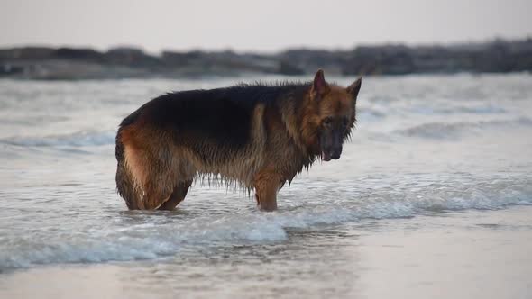 A young huge German shepherd dog standing in small waves on beach and looking at camera | Young Germ