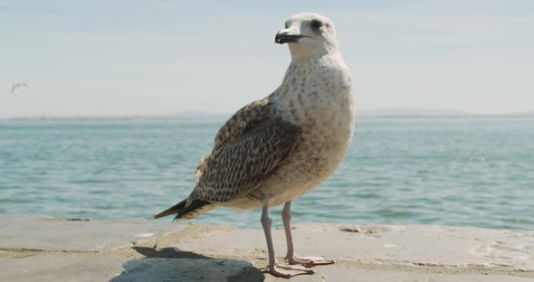 Seagull Bird Standing on the Seashore, Close Up.