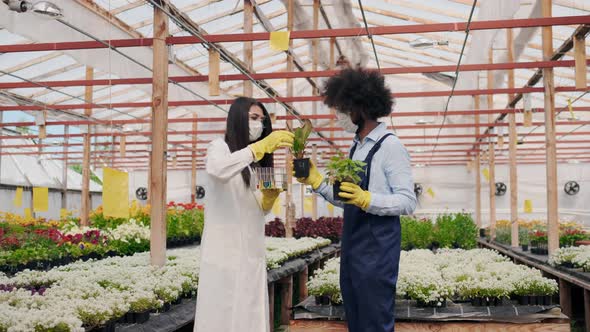 Female Biochemists in Greenhouse Wearing White Medicine Robe and Latin American Male Agronomist