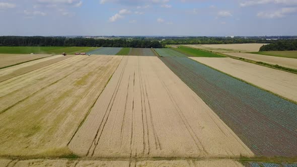 Cabbage and Wheat in a Field