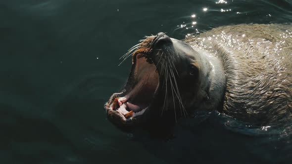 Beautifull Footage Sea Lions Fish Swimming Under Sea Water Close Up Footage of Sea Lions Fish