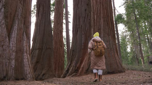 Traveller Female with Backpack Hiking in Forest Between Red Giant Sequoia Trees