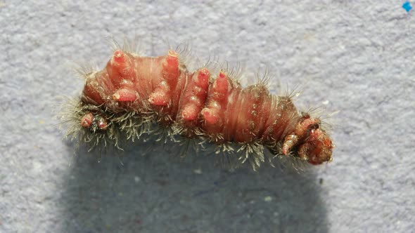 Moving Caterpillar With Hair