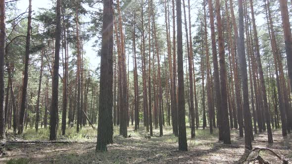 Natural Forest Landscape By Day