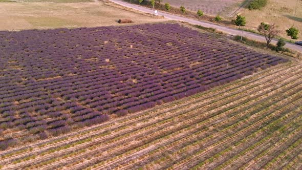 Drone View Over Valensole Provence, France