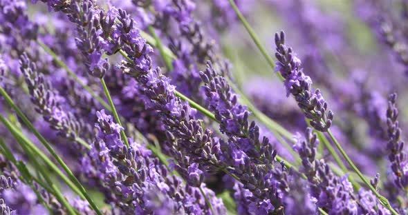 Field of lavenders, occitanie, France