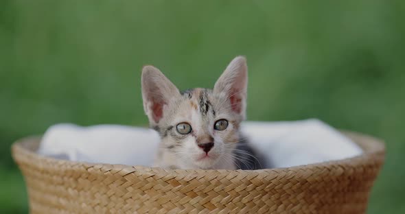 Slow motion shot close up adorable domestic kitten sitting in basket.