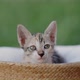 Slow motion shot close up adorable domestic kitten sitting in basket. - VideoHive Item for Sale
