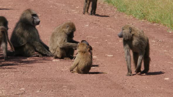 Baboons on the road in Serengeti national park - Tanzania