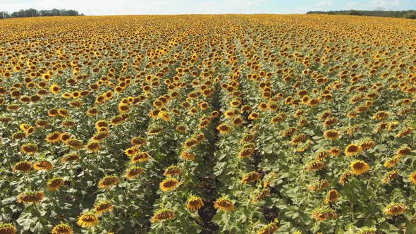 Aerial Drone View of Sunflowers Field. Rows of Sunflowers on a Hill