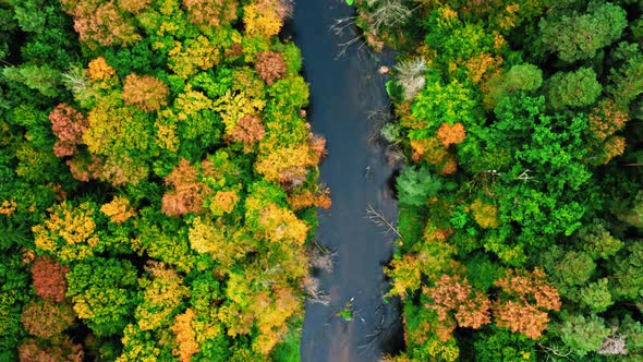 Colorful forest and river in autumn. Aerial view of wildlife.