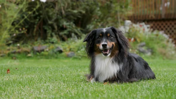 A mini Australian Shepherd laying down in a beautiful lawn of grass.