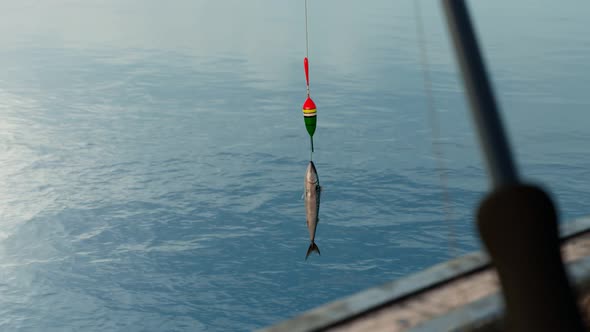 A fish caught with a hook and rode. Fish hanging at a line above water. Reeling