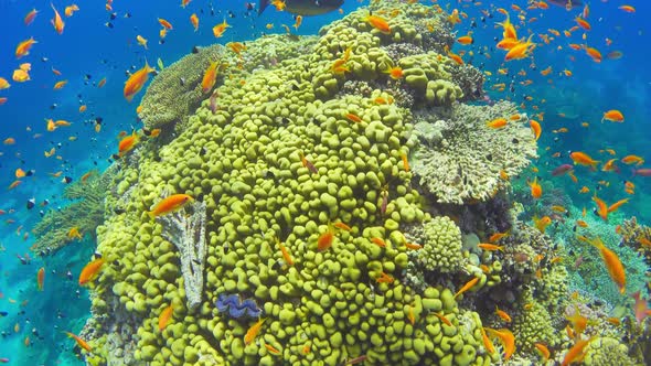 Tropical Fish on Vibrant Coral Reef