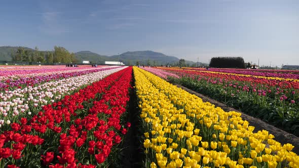 Red and yellow tulip flowers fields growing in rows of crops.