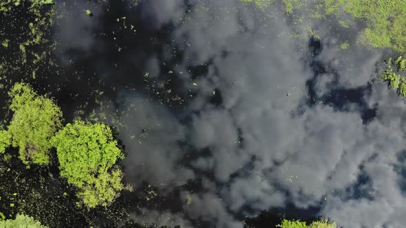 4K Aerial View Of Young Trees Growing In Water. spring flood,