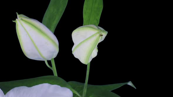 Time-lapse of opening white lily flower