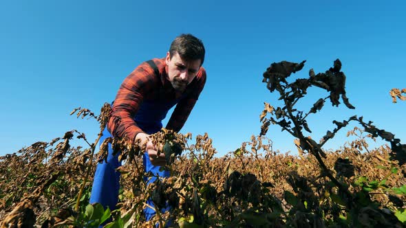 Agronomist in Uniform Checks Dry Crops on a Field